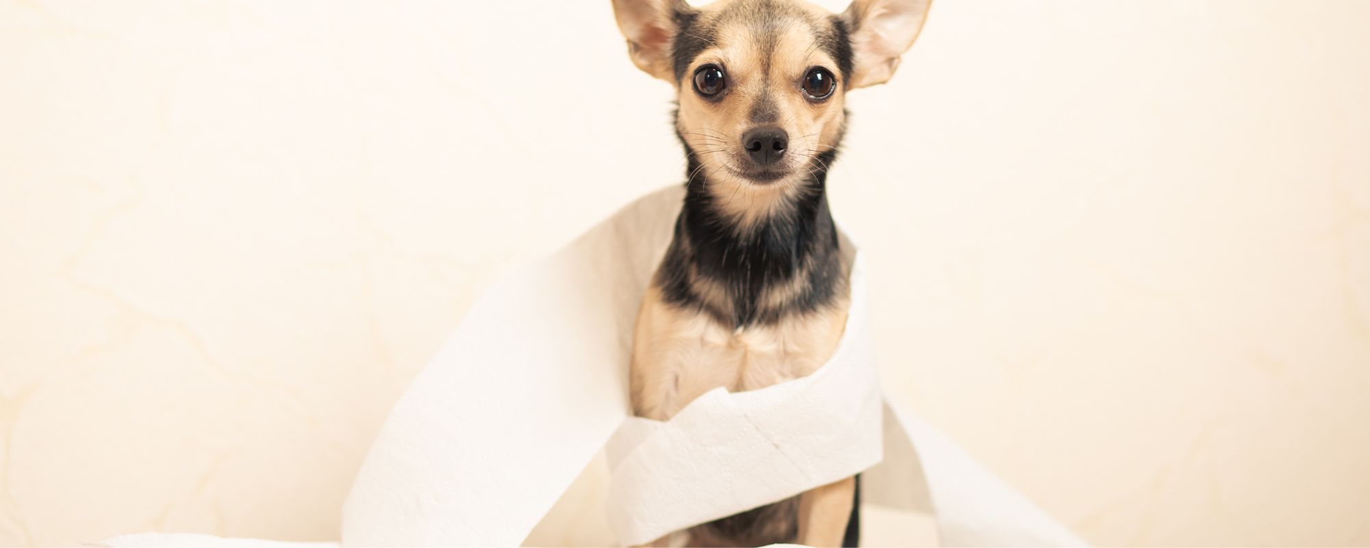 Darmbeschwerden bei Hunden und Katzen