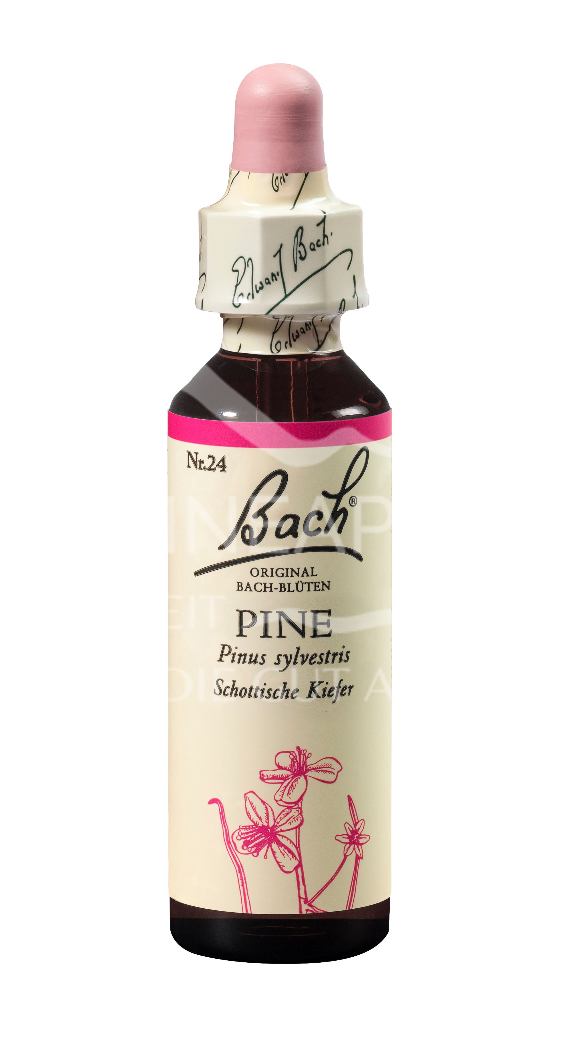 Bach®-Blüte Nr. 24 Pine (Schottische Kiefer) Tropfen