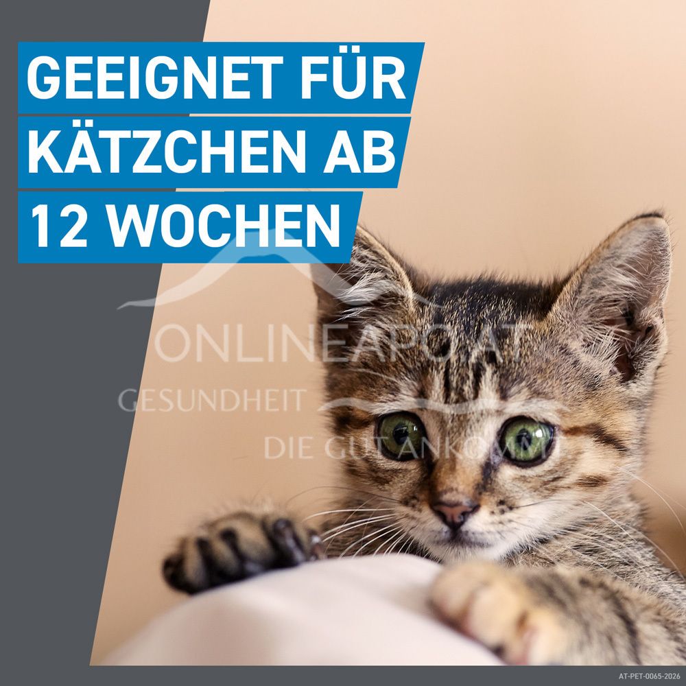 Frontline Spot-on für Katzen 50 mg Lösung zum Auftropfen auf die Haut
