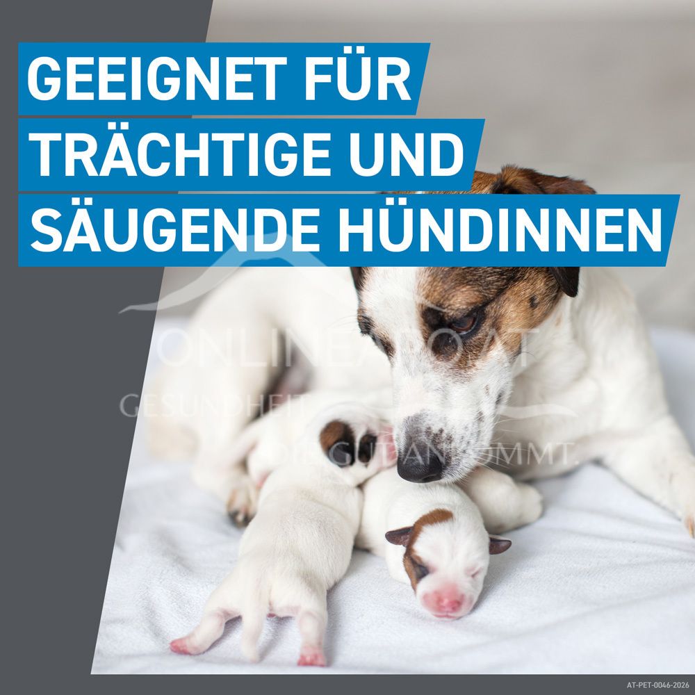 Frontline Spot-on for medium-sized dogs 134 mg solution to be dripped onto the skin