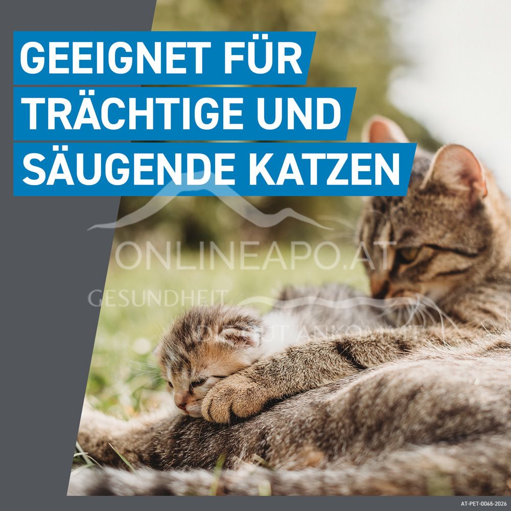 Frontline Spot-on für Katzen 50 mg Lösung zum Auftropfen auf die Haut