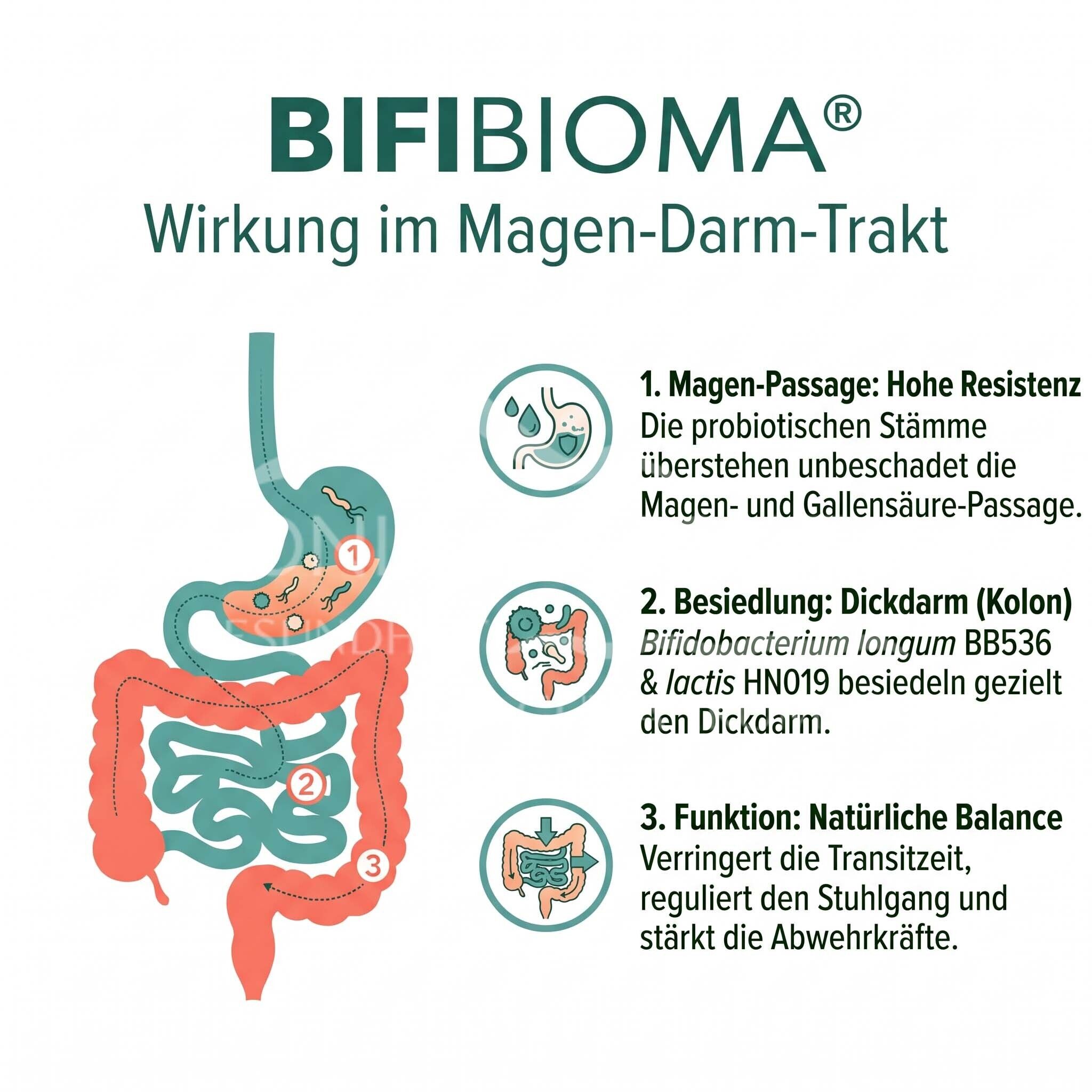 SABE belle BIOMALIFE® BIFIBIOMA Kapseln