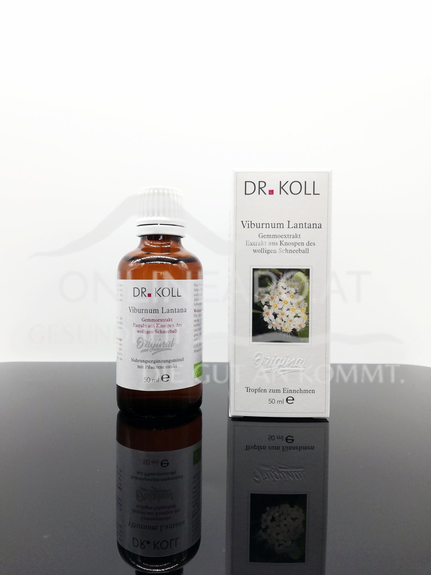 Gemmo extract woolly viburnum